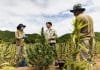 La Thaïlande dépénalise le cannabis Des agriculteurs thailandais cultivant le cannabis