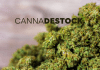 Canna-Destock : Le Cannabis à prix discount !
