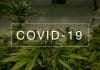 Covid 19, un risque accru de forme grave pour les consommateurs de cannabis Covid 19 et cannabis