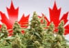 Bilan en demi-teinte pour le sixième anniversaire de la légalisation du cannabis au Canada