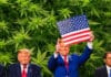 Déception pour le cannabis aux USA
