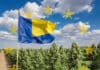 Cannabis en Ukraine, le coup de « pousse » de l’UE