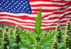 La légalisation du cannabis s’éloigne aux USA