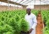 Cannabis, l’espoir ghanéen