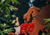 Le point sur le cannabis en Europe