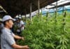 Le cannabis thaïlandais en plein marasme