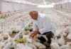 Le Maroc teste le CBD comme alternative aux antibiotiques dans l’élevage de volailles Le CBD comme antibiotique pour poulets